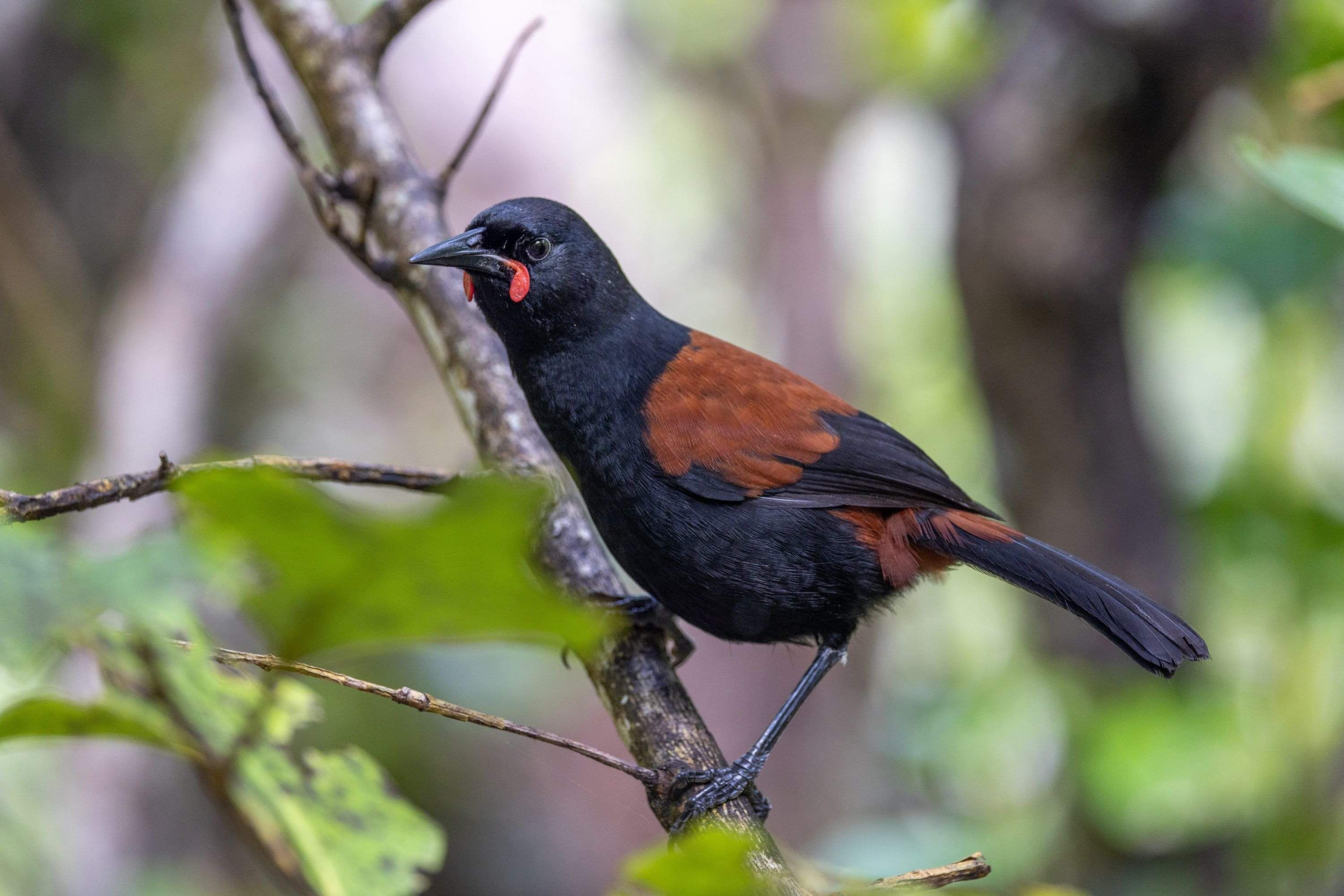 the-tieke-story